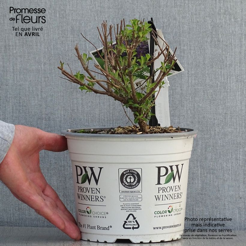 Exemplar von Bartblume Beyond Midnight - Caryopteris clandonensis Topf mit 3L/4L wie im Frühjahr geliefert