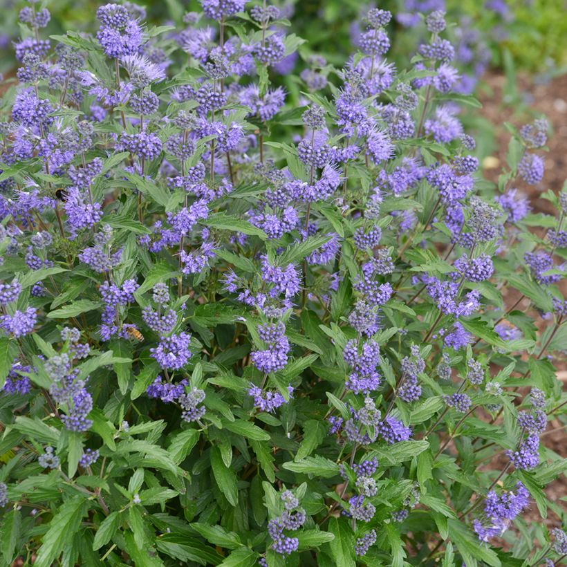Bartblume Beyond Midnight - Caryopteris clandonensis (Hafen)