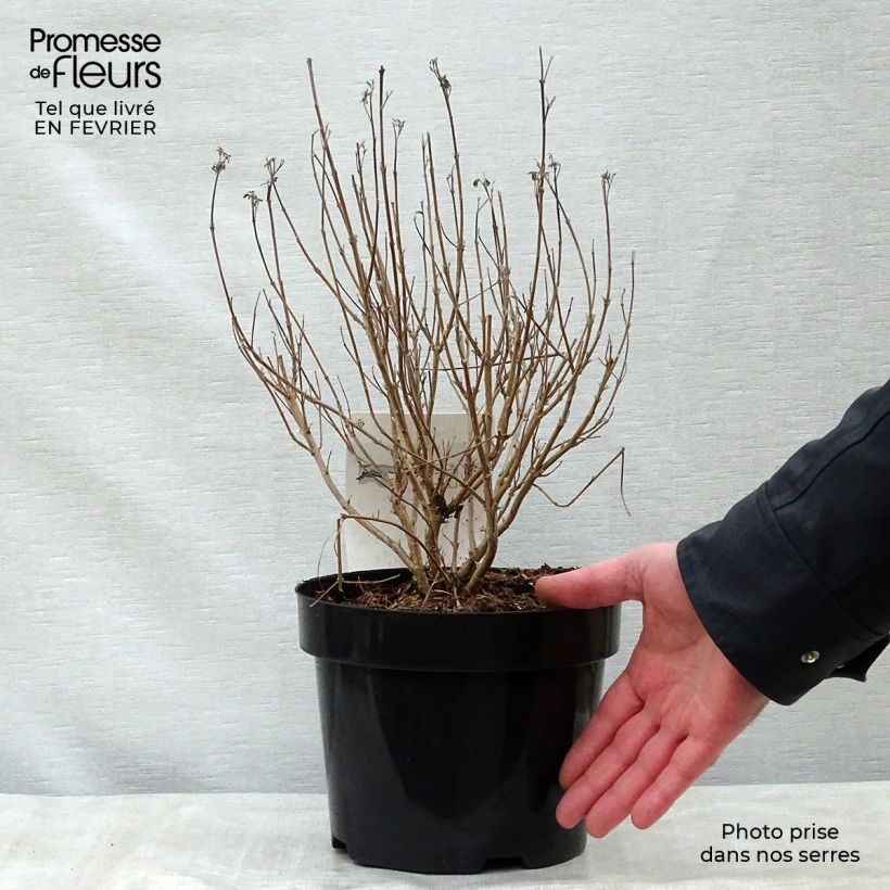 Exemplar von Bartblume First Choice - Caryopteris clandonensis Topf mit 2L/3L wie im Winter geliefert