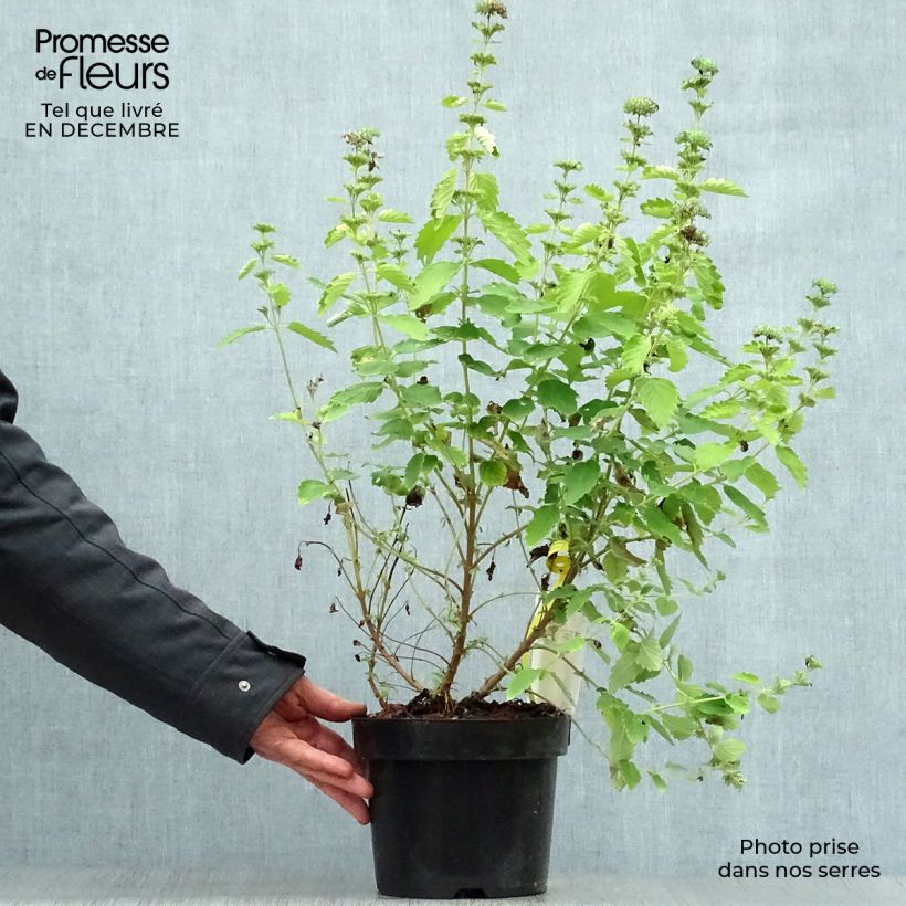 Exemplar von Bartblume Good as Gold - Caryopteris clandonensis Topf mit 2L/3L wie im Winter geliefert