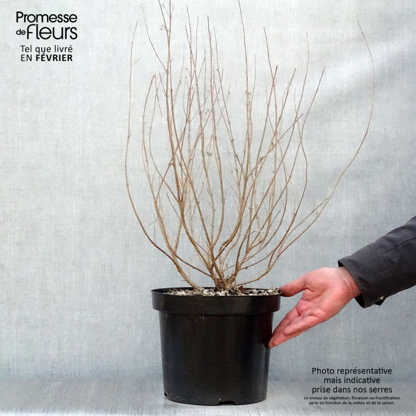 Exemplar von Bartblume Heavenly Blue - Caryopteris clandonensis Topf mit 7,5L/10L wie im Winter geliefert