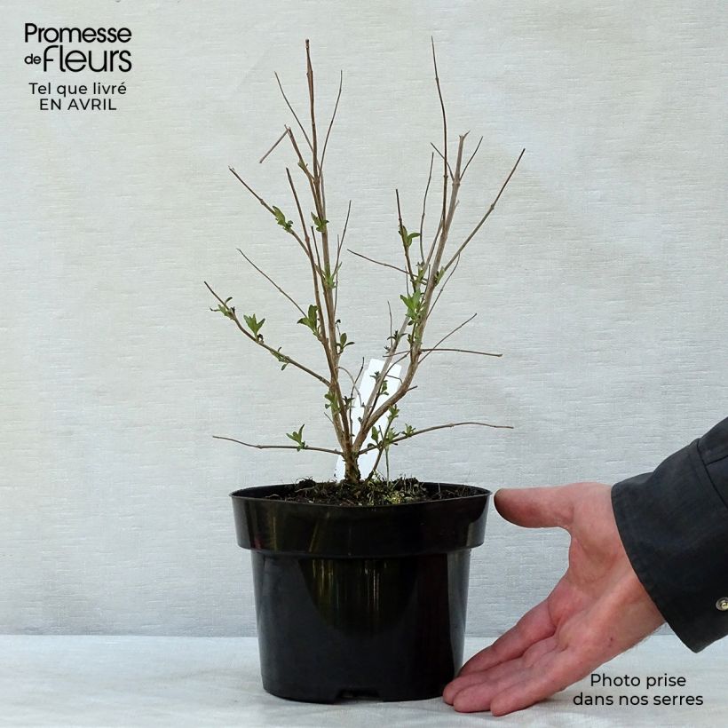 Exemplar von Bartblume Heavenly Blue - Caryopteris clandonensis Topf mit 2L/3L wie im Frühjahr geliefert