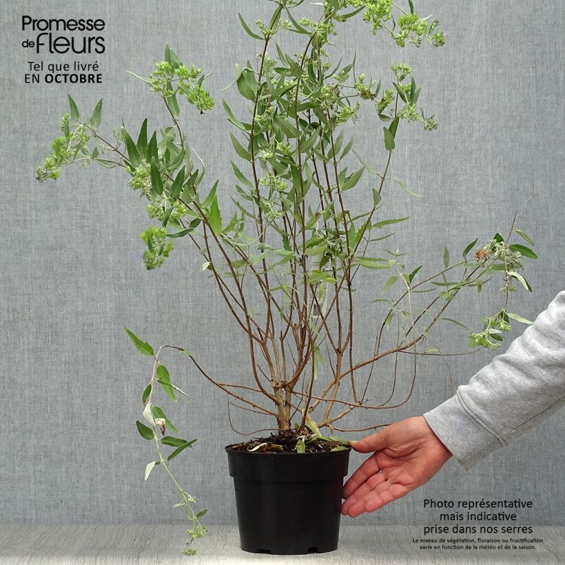 Exemplar von Bartblume Heavenly Blue - Caryopteris clandonensis Topf mit 2L/3L wie im Herbst geliefert
