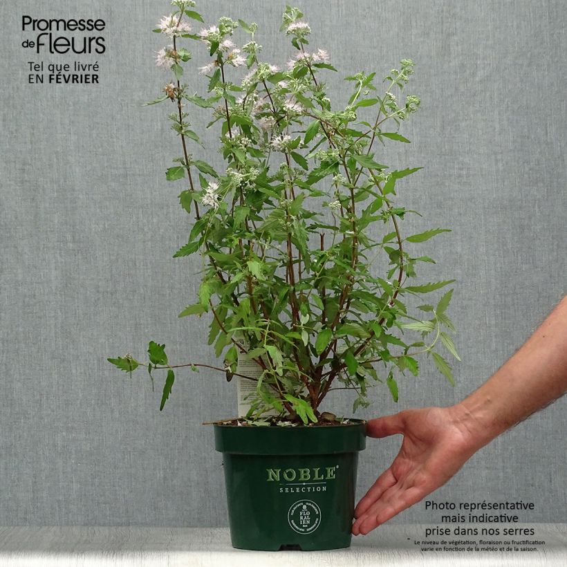 Exemplar von Bartblume Pink Perfection - Caryopteris clandonensis Topf mit 2L/3L wie im Herbst geliefert