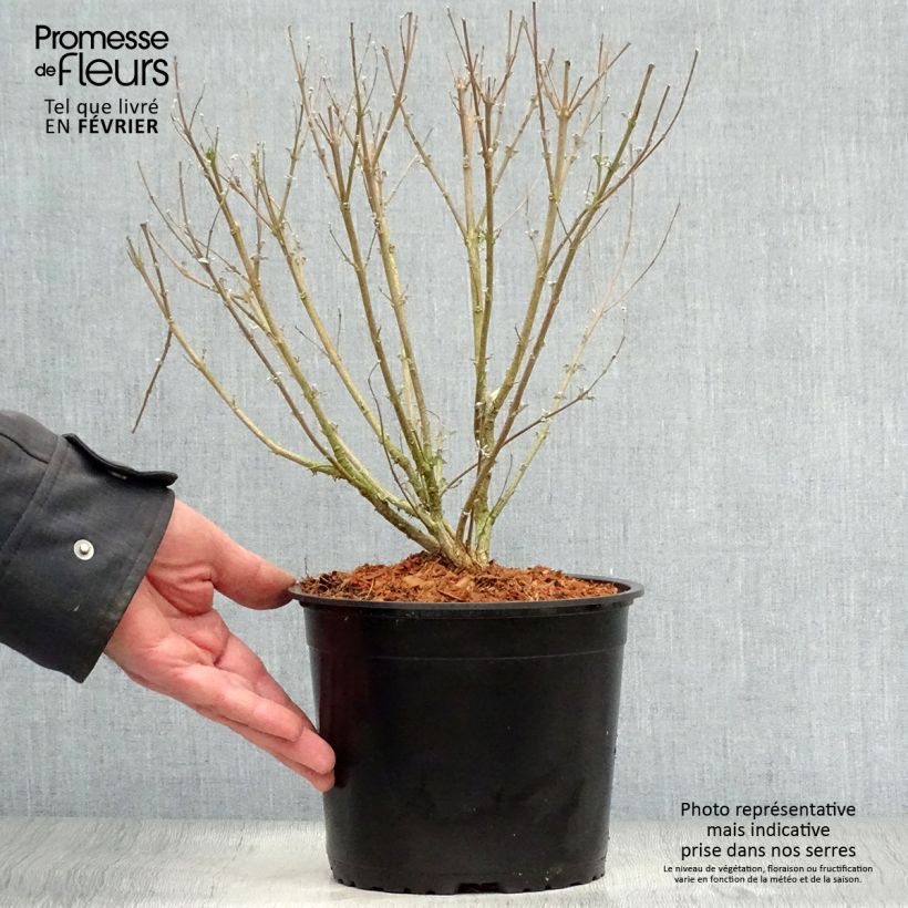 Exemplar von Bartblume Stephi - Caryopteris clandonensis Topf mit 3L/4L wie im Winter geliefert