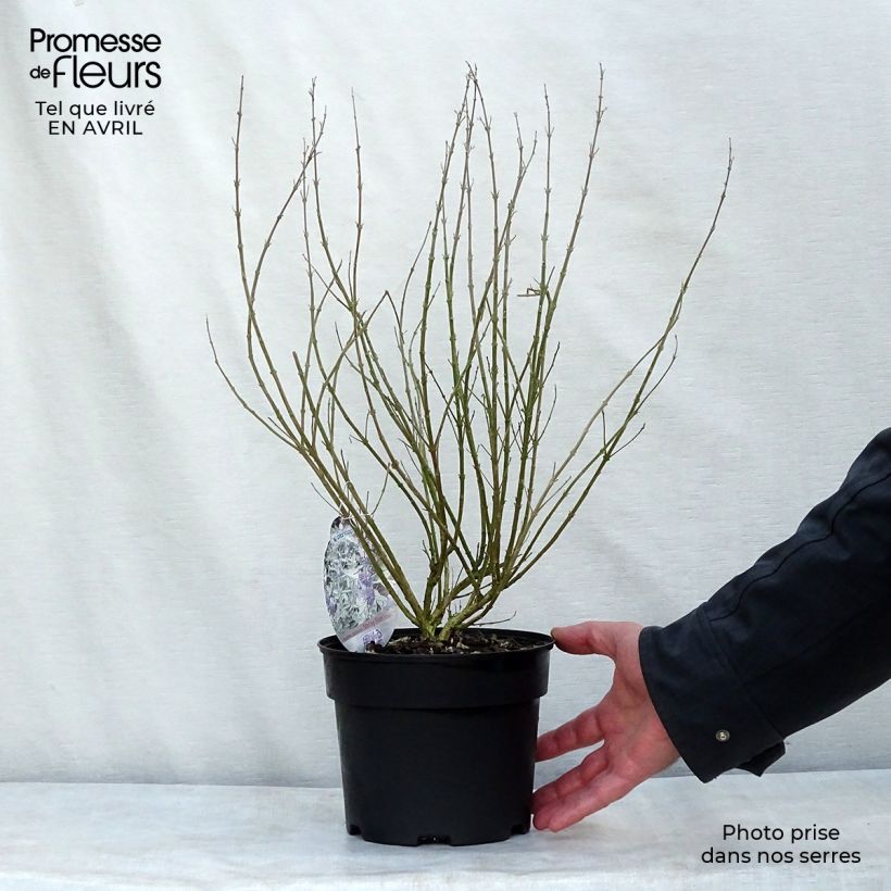 Exemplar von Bartblume Sterling silver - Caryopteris clandonensis Topf mit 2L/3L wie im Frühjahr geliefert