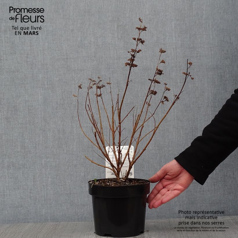 Exemplar von Bartblume Thetis - Caryopteris clandonensis Topf mit 2L/3L wie im Winter geliefert