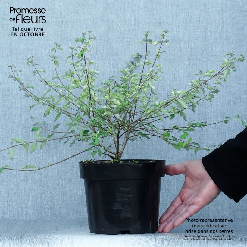 Exemplar von Caryopteris incana Sunny Blue - Bartblume Topf mit 2L/3L wie im Herbst geliefert