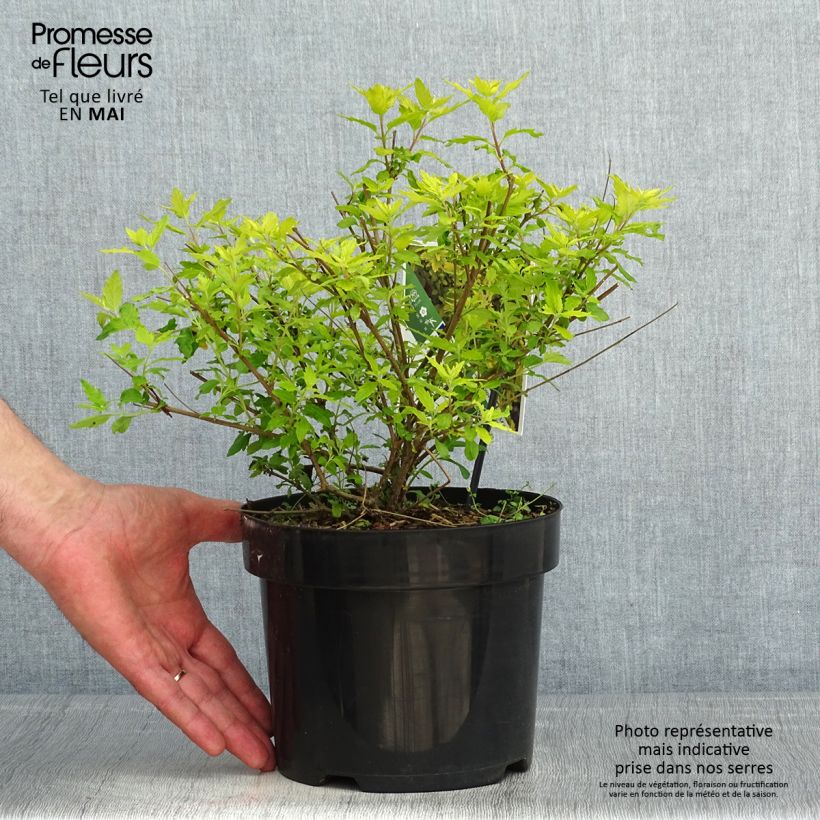 Exemplar von Caryopteris incana Sunny Blue - Bartblume Topf mit 2L/3L wie im Frühjahr geliefert