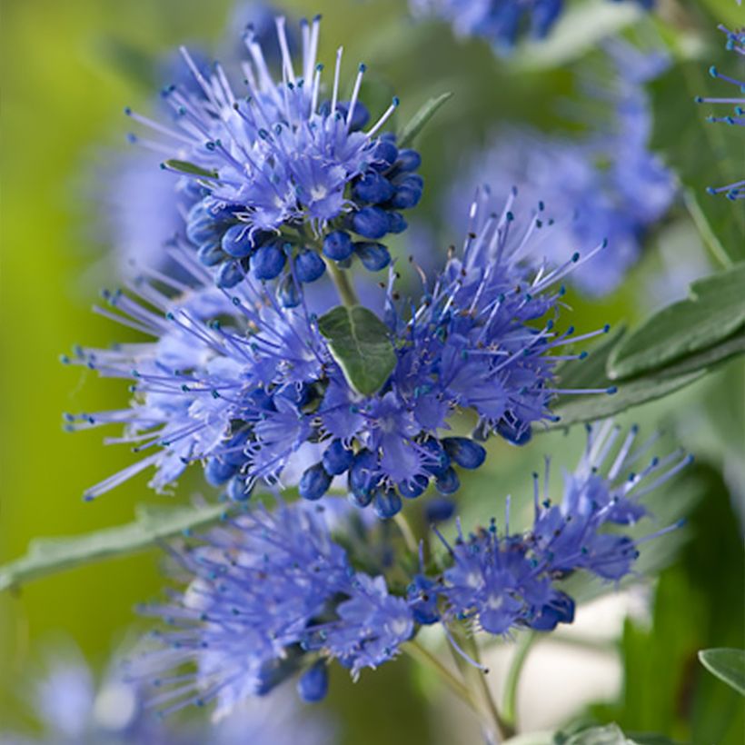 Bartblume Blauer Spatz - Caryopteris clandonensis (Blüte)