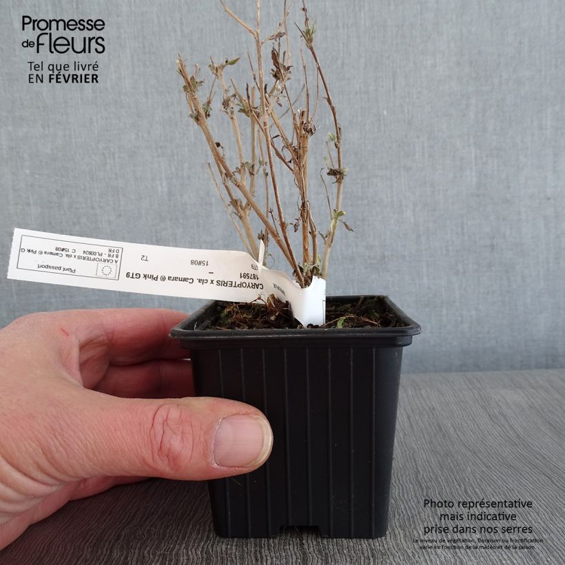 Exemplar von Bartblume Camara Pink - Caryopteris clandonensis Kleine Töpfe von 8/9 cm wie im Winter geliefert