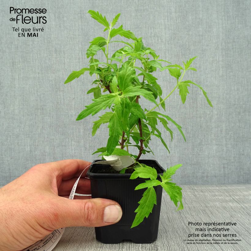 Exemplar von Bartblume Camara Pink - Caryopteris clandonensis Kleine Töpfe von 8/9 cm wie im Frühjahr geliefert