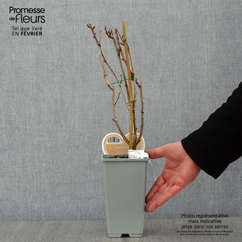 Exemplar von Jostabeere Jostaberry Topf mit 1,5L/2L, Strauch wie im Winter geliefert