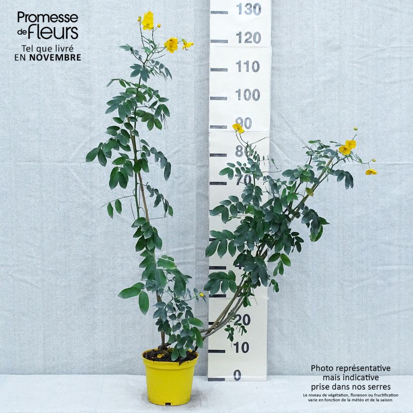 Exemplar von Cassia floribunda - Kassie Topf mit 2L/3L wie im Herbst geliefert
