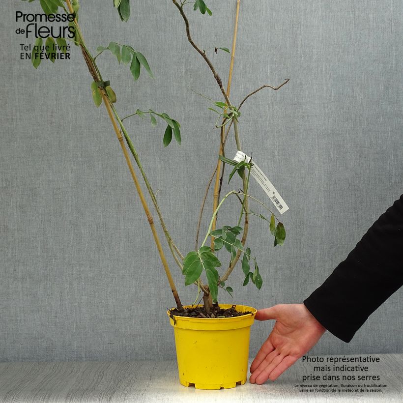 Exemplar von Cassia floribunda - Kassie Topf mit 2L/3L wie im Winter geliefert