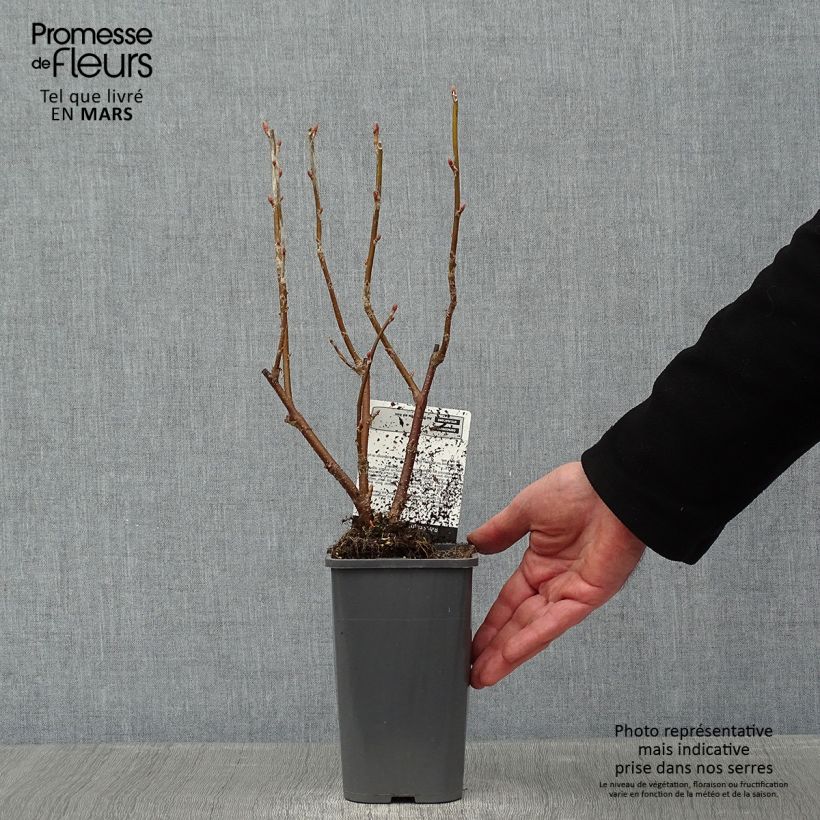 Exemplar von Schwarze Johannisbeere Black Down Topf mit 1L/1,5L, Strauch wie im Winter geliefert