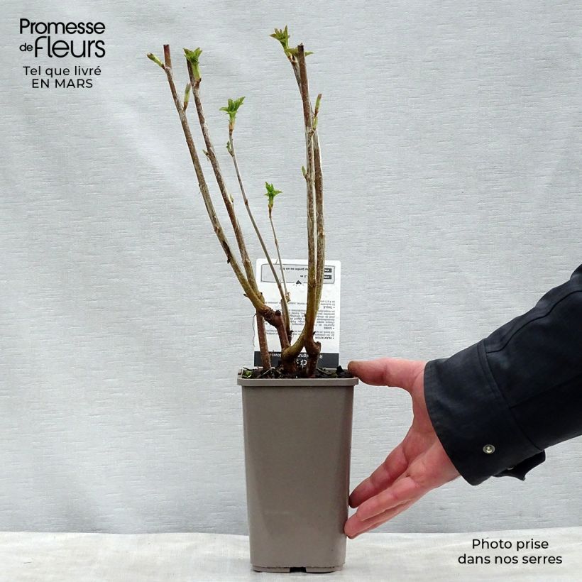 Exemplar von Schwarze Johannisbeere Black Down Topf mit 1L/1,5L, Strauch wie im Frühjahr geliefert