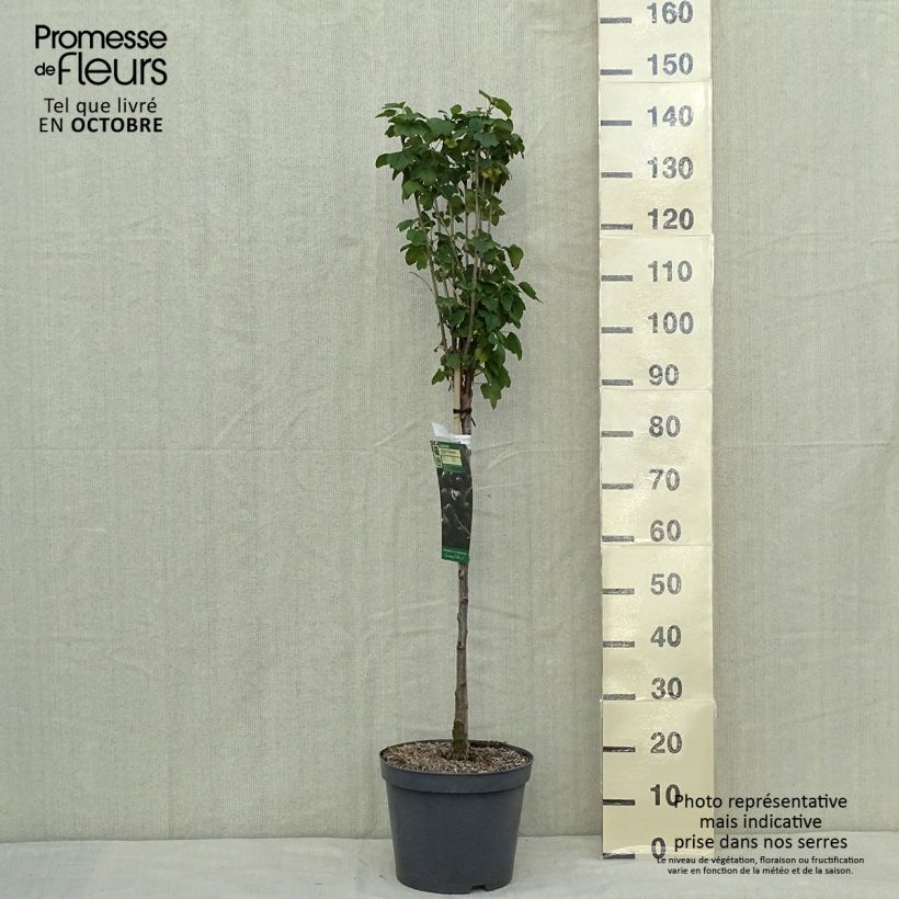 Exemplar von Schwarze Johannisbeere Delbard Robusta delindmoi Topf mit 7,5L/10L, 1/4 Stängel wie im Herbst geliefert