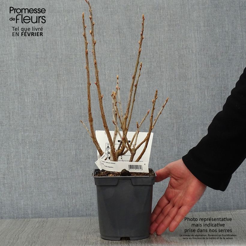 Exemplar von Schwarze Johannisbeere Delbard Robusta delindmoi Topf mit 2L/3L wie im Winter geliefert