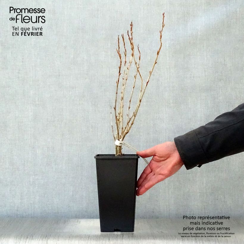 Exemplar von Schwarze Johannisbeere Géant de Boskoop Topf mit 1,5L/2L wie im Winter geliefert