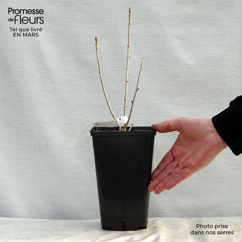 Exemplar von Schwarze Johannisbeere Little Black Sugar 'Nimue' Topf mit 1,5L/2L, Strauch wie im Frühjahr geliefert