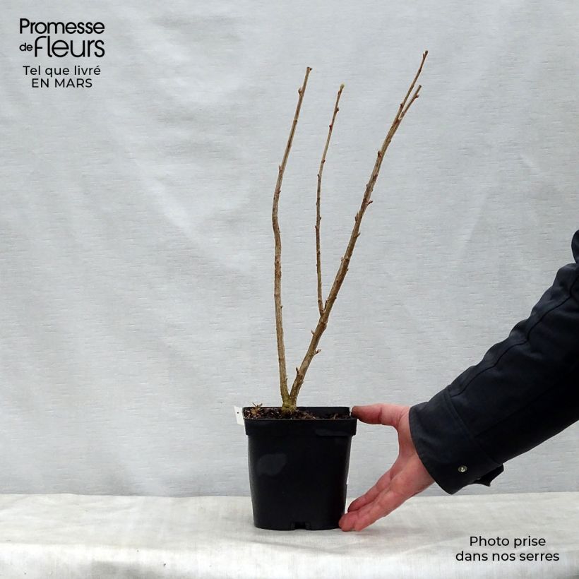 Exemplar von Schwarze Johannisbeere Neva Topf mit 2L/3L, Strauch wie im Frühjahr geliefert