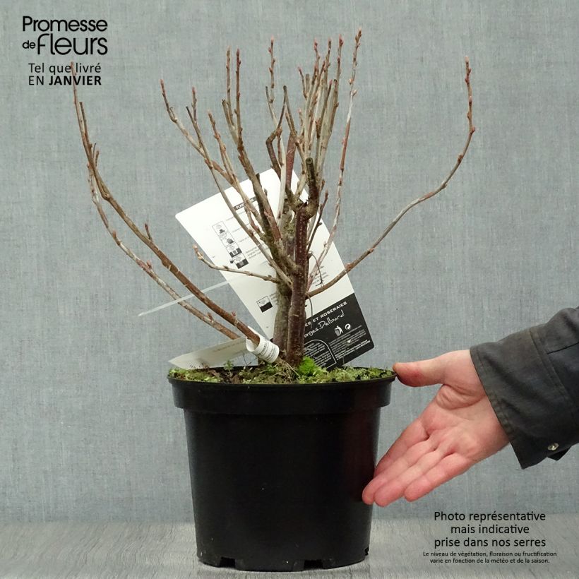 Exemplar von Schwarze Johannisbeere Noir de Bourgogne Topf mit 4L/5L wie im Winter geliefert