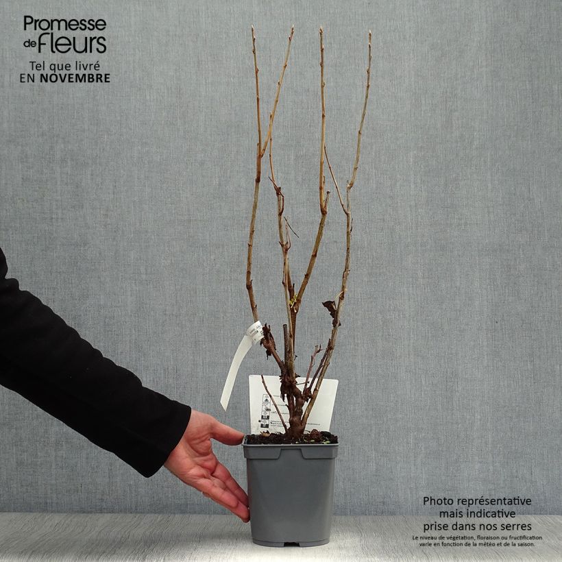 Exemplar von Schwarze Johannisbeere Perles d'Auvergne 'delcaresnoi' Topf mit 2L/3L, Strauch wie im Herbst geliefert