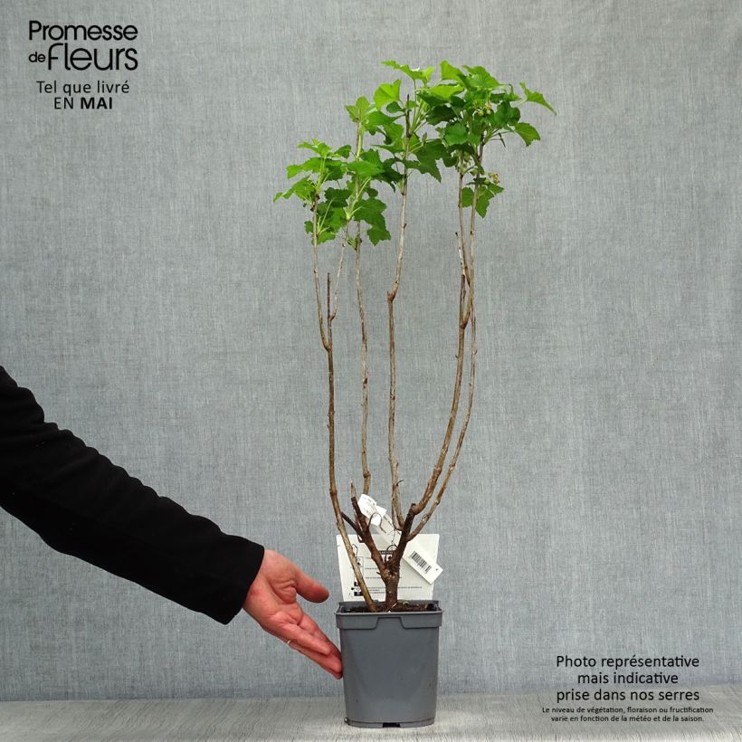 Exemplar von Schwarze Johannisbeere Perles d'Auvergne 'delcaresnoi' Topf mit 2L/3L, Strauch wie im Frühjahr geliefert