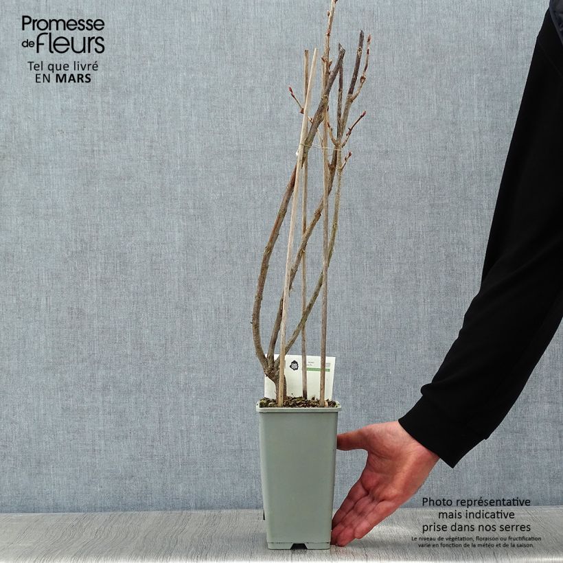 Exemplar von Schwarze Johannisbeere Titania Topf mit 1,5L/2L, Strauch wie im Winter geliefert