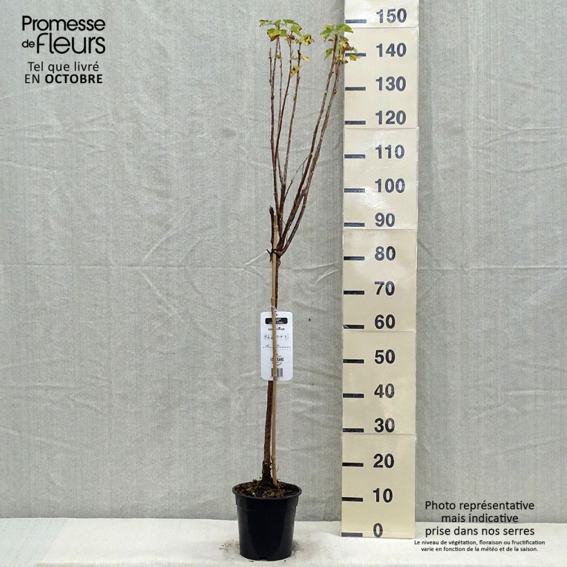 Exemplar von Schwarze Johannisbeere Titania Topf mit 1,5L/2L wie im Herbst geliefert