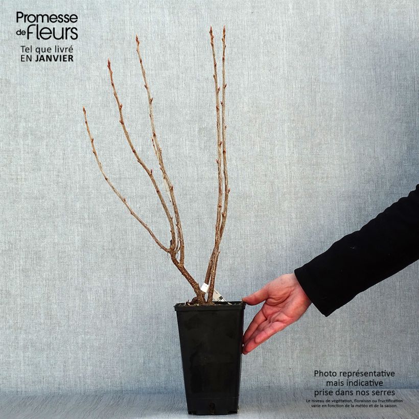 Exemplar von Schwarze Johannisbeere Troll Topf mit 2L/3L, Strauch wie im Winter geliefert