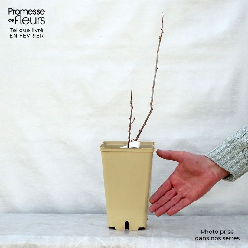 Exemplar von Schwarze Johannisbeere Wellington Topf mit 1,5L/2L, Strauch wie im Winter geliefert