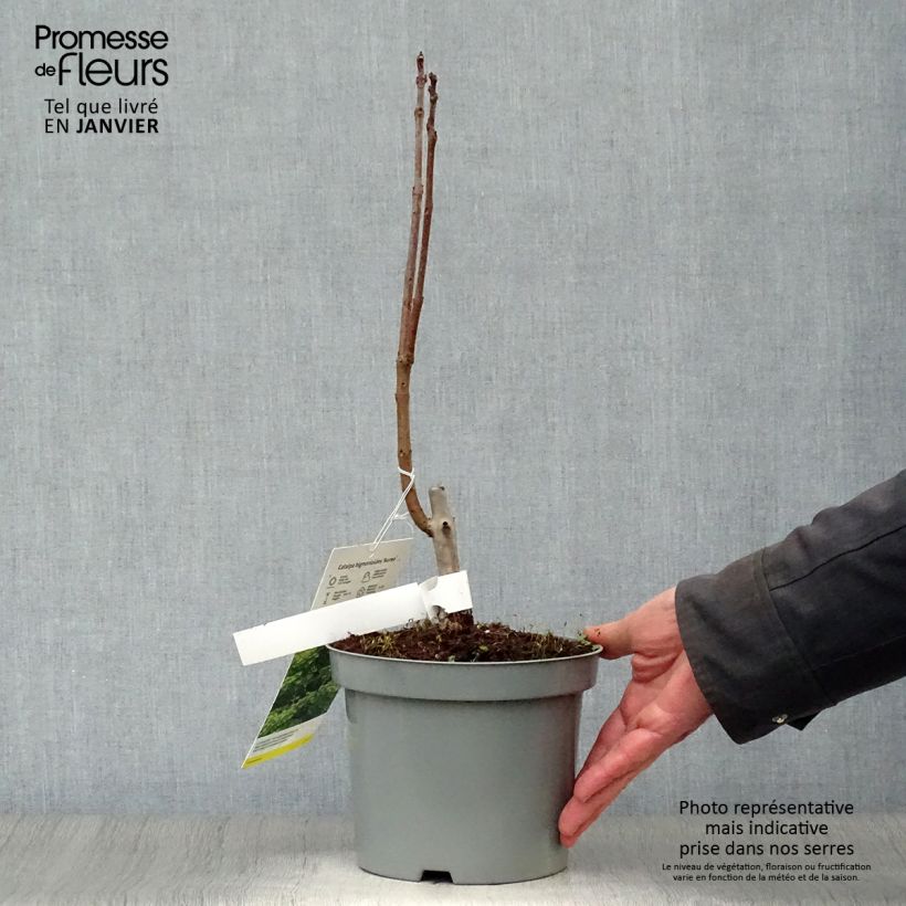 Exemplar von Trompetenbaum Aurea - Catalpa bignonioides Topf mit 2L/3L wie im Winter geliefert