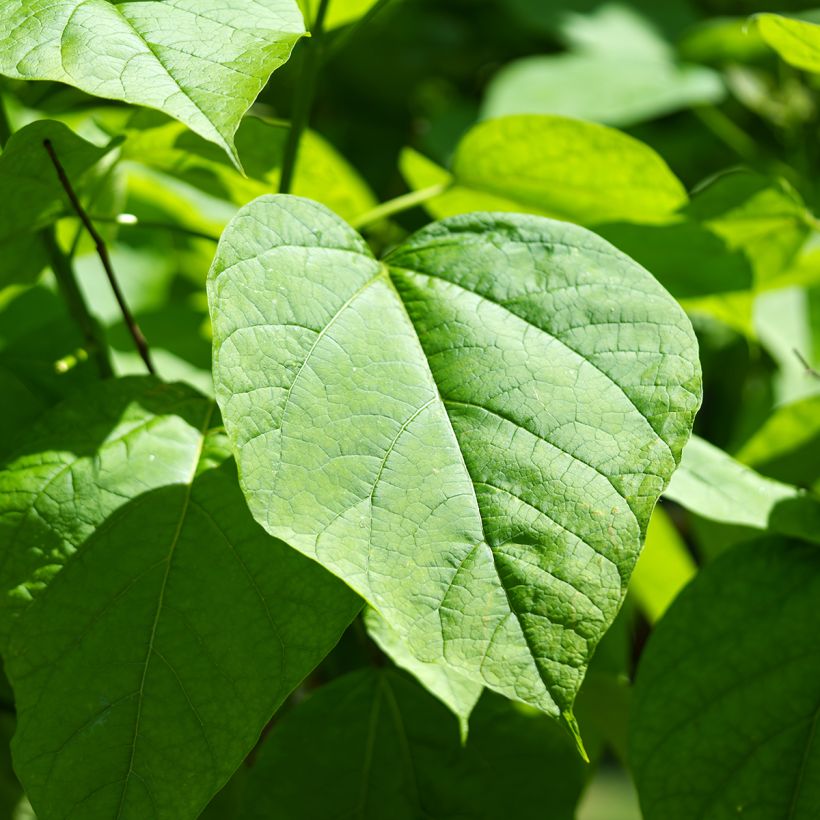 Trompetenbaum (samen) - Catalpa bignonioides (Laub)