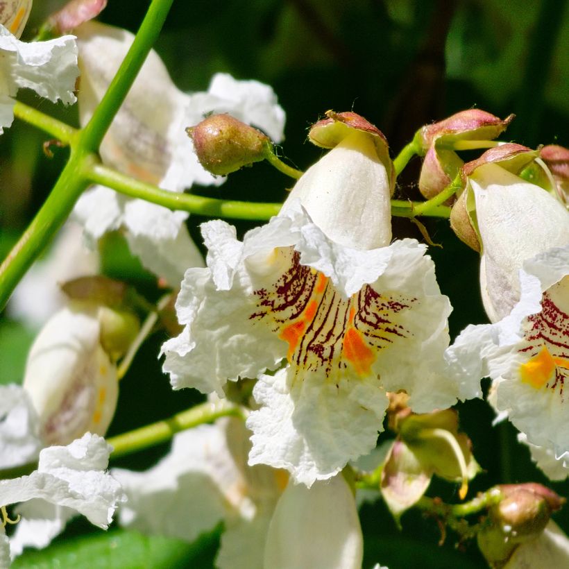 Trompetenbaum (samen) - Catalpa bignonioides (Blüte)