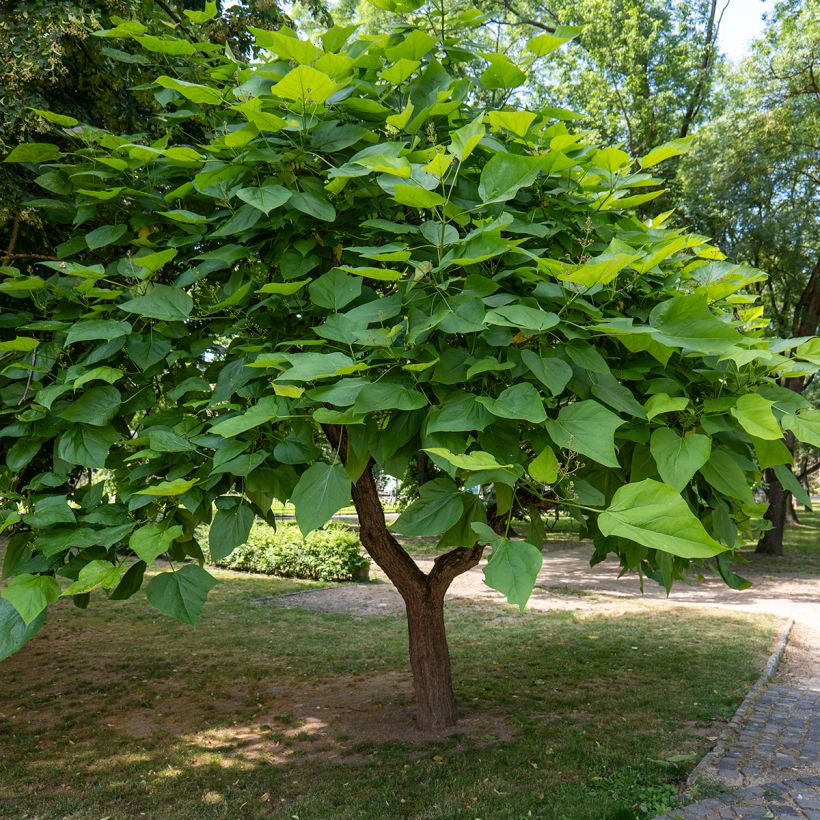 Trompetenbaum (samen) - Catalpa bignonioides (Wuchs)