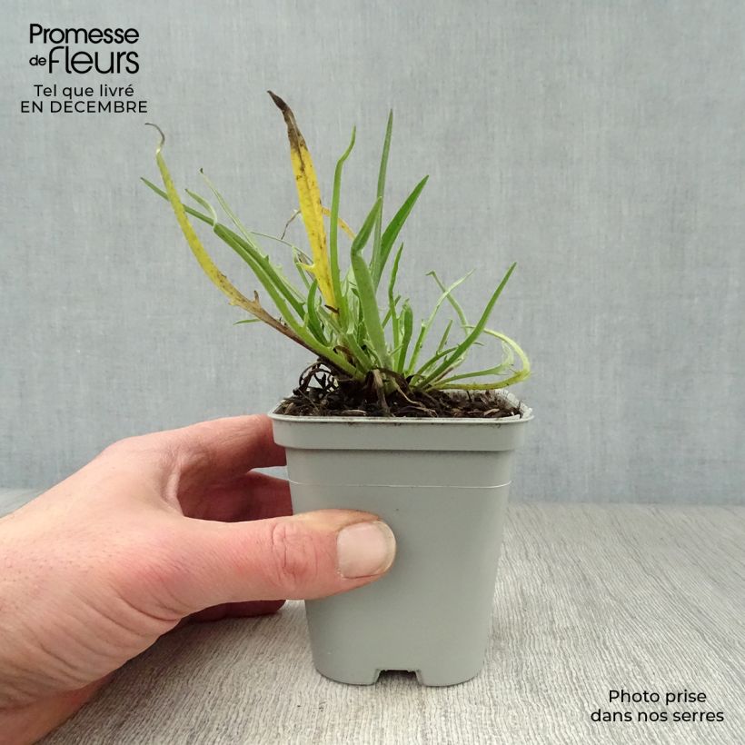 Exemplar von Catananche caerulea Alba - Blaue Rasselblume Kleine Töpfe von 8/9 cm wie im Winter geliefert