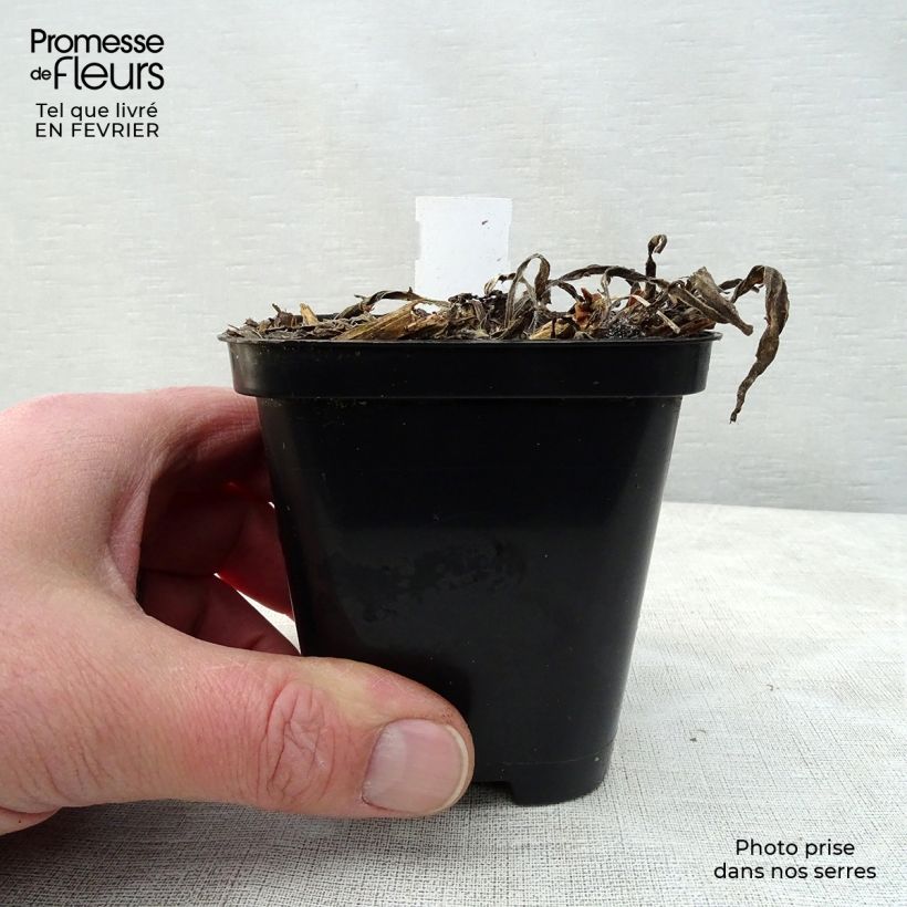 Exemplar von Catananche caerulea - Blaue Rasselblume Kleine Töpfe von 7/8 cm wie im Winter geliefert