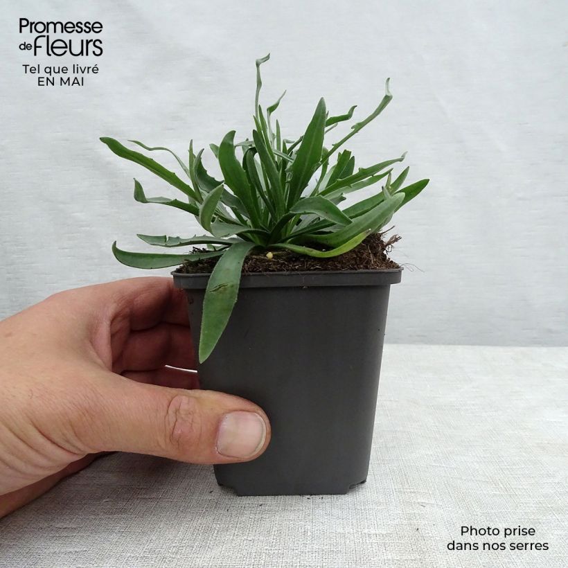 Exemplar von Catananche caerulea - Blaue Rasselblume Kleine Töpfe von 7/8 cm wie im Frühjahr geliefert