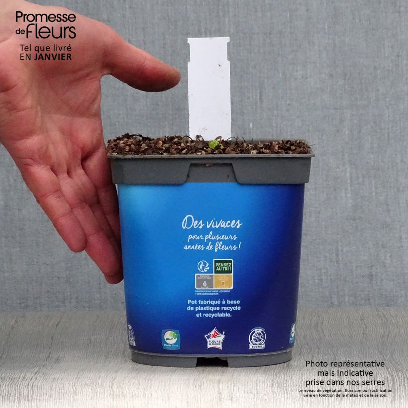 Exemplar von Catananche caerulea - Blaue Rasselblume Topf mit 2L/3L wie im Winter geliefert