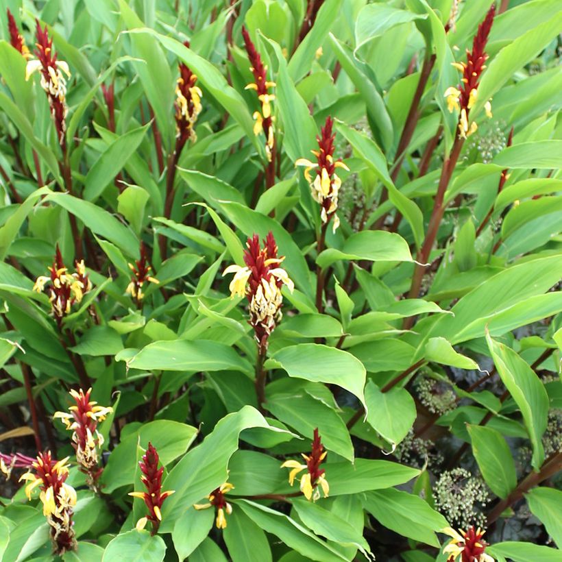 Cautleya spicata Robusta (Hafen)