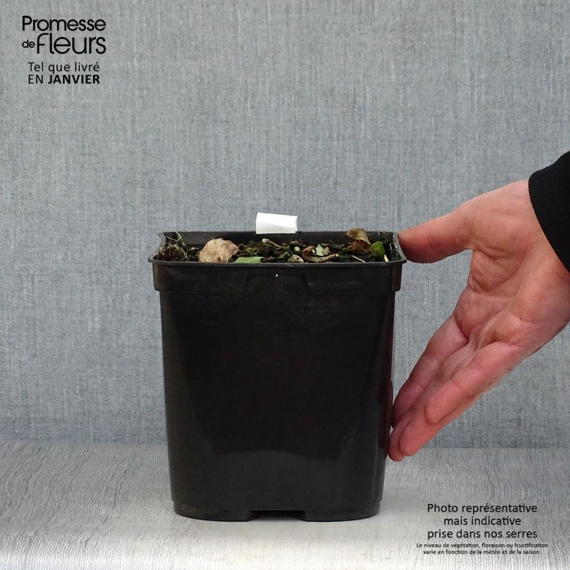 Exemplar von Cautleya spicata Robusta Topf mit 2L/3L wie im Winter geliefert