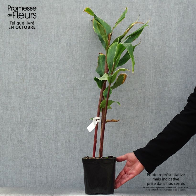 Exemplar von Cautleya spicata Robusta Topf mit 2L/3L wie im Herbst geliefert