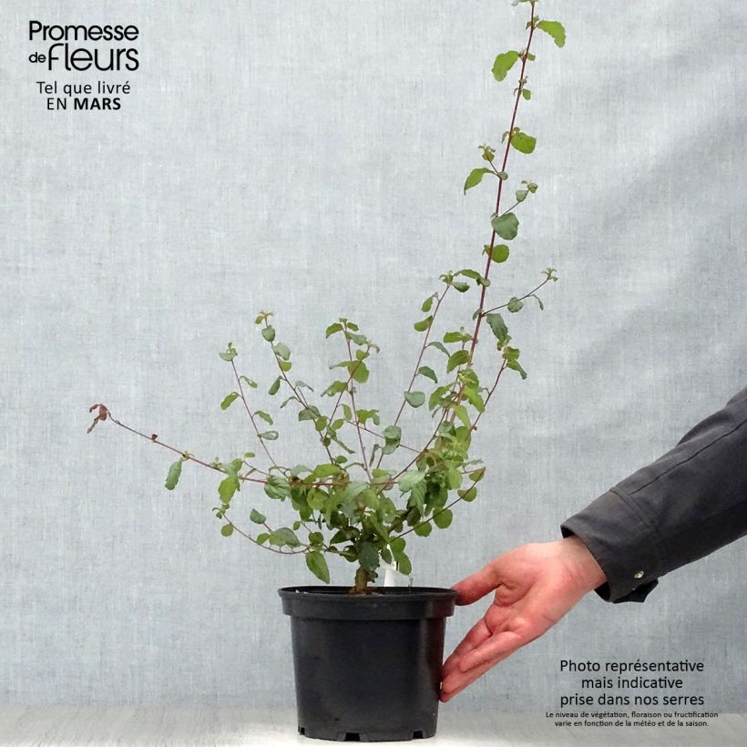 Exemplar von Säckelblume Autumnal Blue - Ceanothus Topf mit 2L/3L wie im Frühjahr geliefert