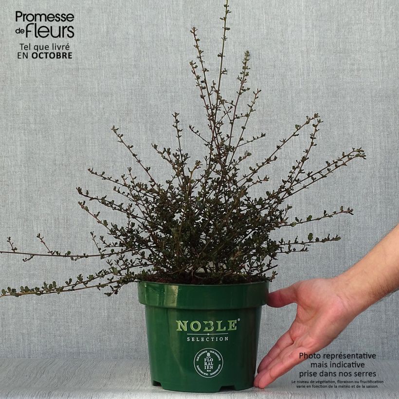 Exemplar von Kalifornischer Flieder Blue Sapphire - Ceanothus thyrsiflorus var. repens Topf mit 2L/3L wie im Herbst geliefert