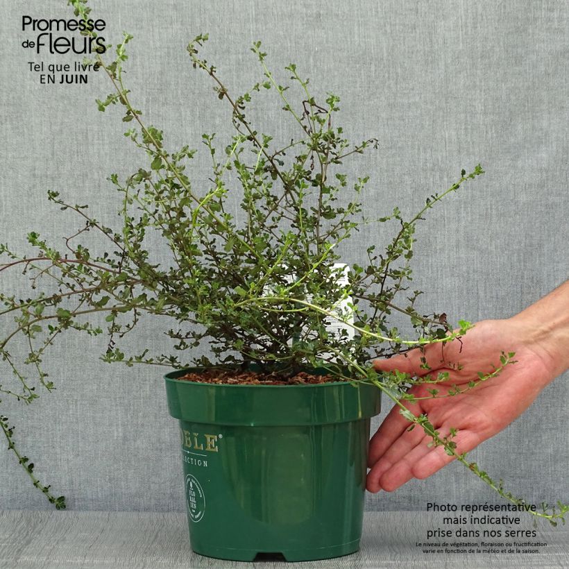 Exemplar von Kalifornischer Flieder Blue Sapphire - Ceanothus thyrsiflorus var. repens Topf mit 2L/3L wie im Sommer geliefert
