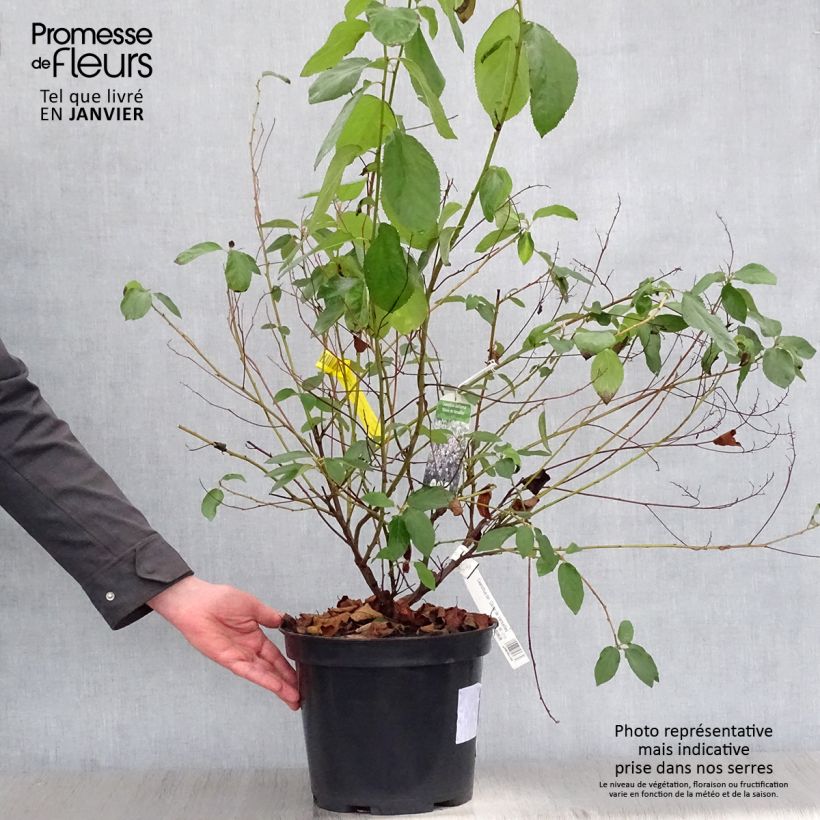 Exemplar von Säckelblume Gloire de Versailles - Ceanothus delilianus Topf mit 7,5L/10L wie im Winter geliefert