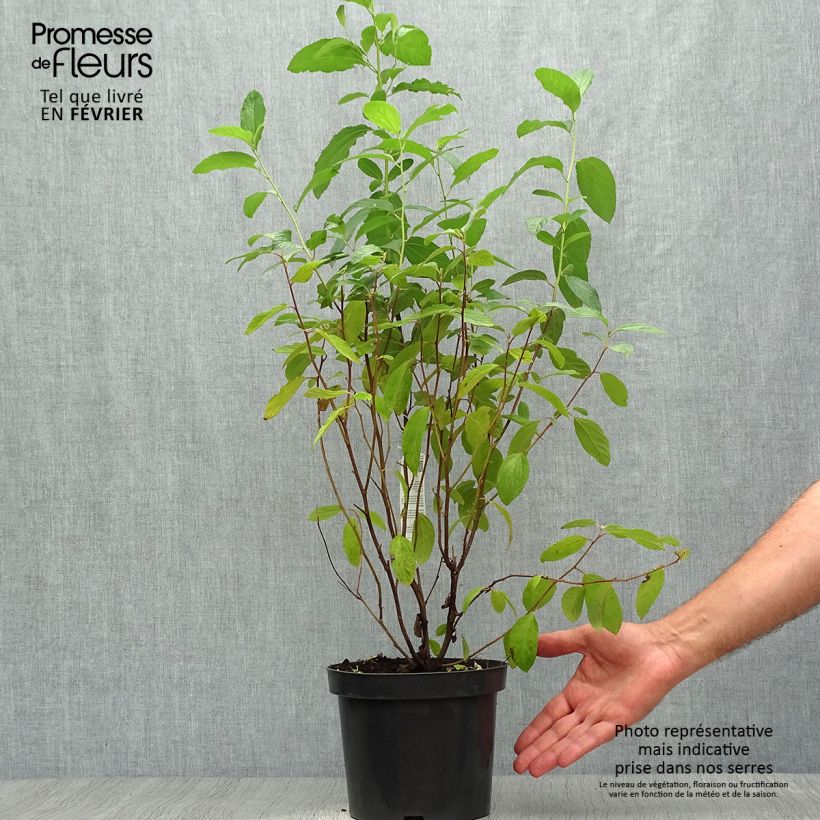 Exemplar von Säckelblume Henri Desfossé - Ceanothus delilianus Topf mit 2L/3L wie im Herbst geliefert