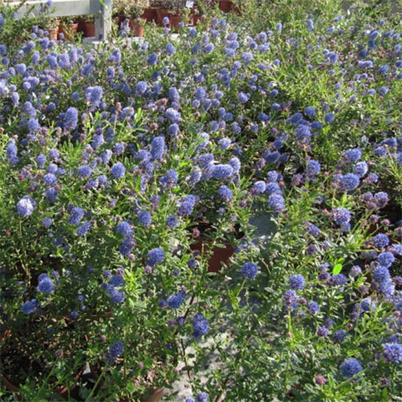 Säckelblume Italian Skies - Ceanothus foliosus (Hafen)